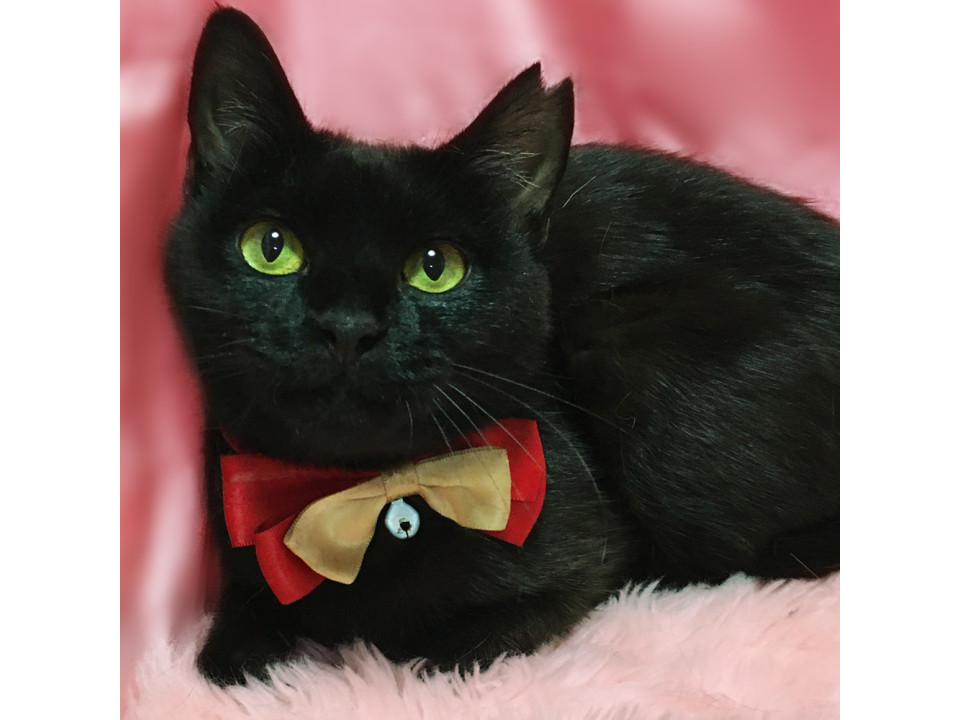 丸顔まんまるお目々の黒猫の女の子