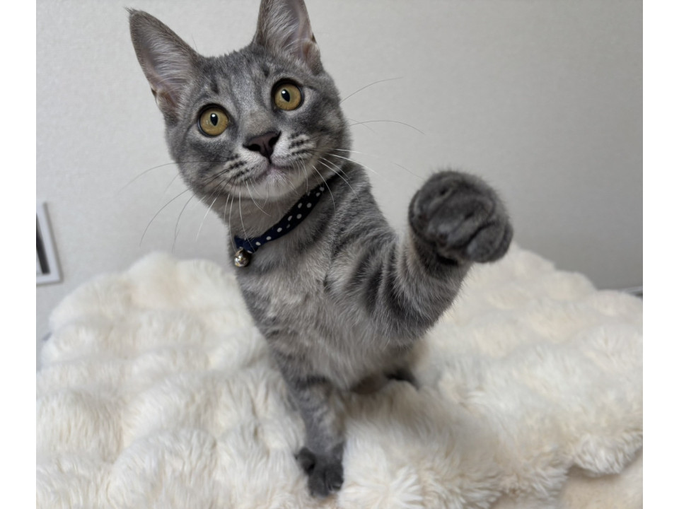 元気いっぱい兄妹たち・日葵くん