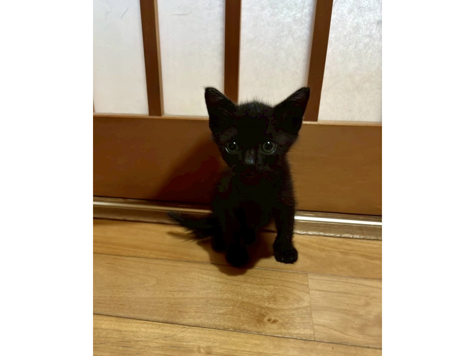 可愛い黒猫ちゃん