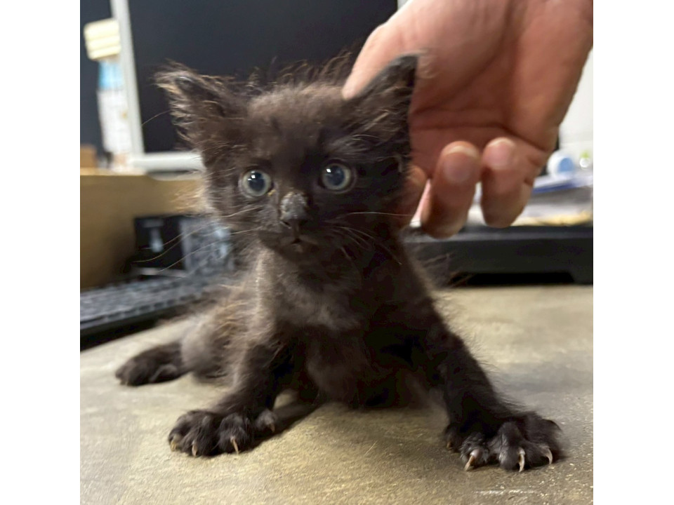 可愛い 黒猫ちゃん 男の子