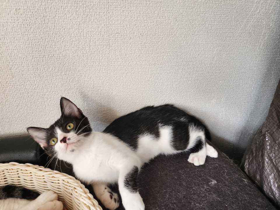 おっとりなでしこちゃん