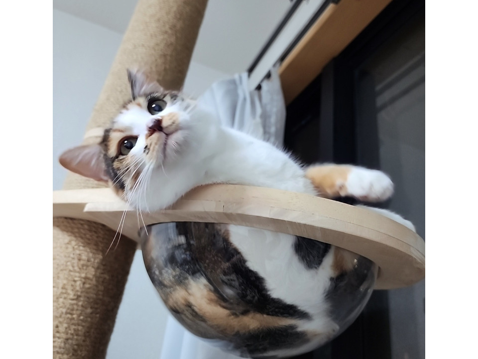 マヌルネコに似てる。。。ミケちゃん