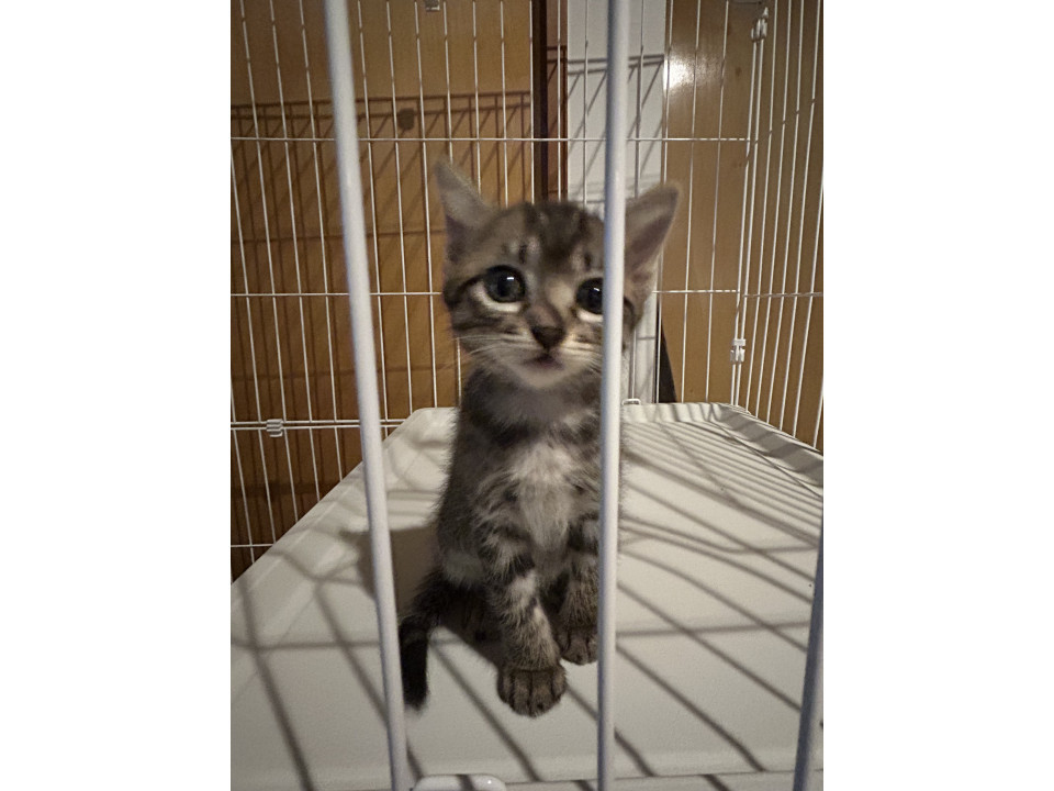 可愛い子猫