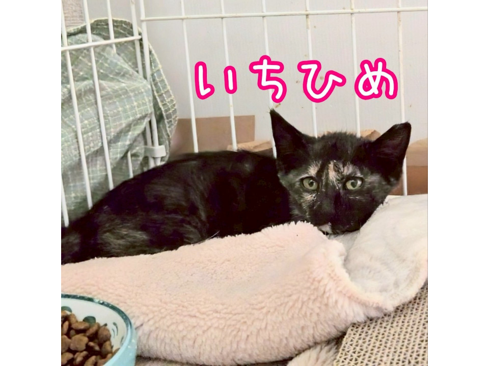 ◆ちゃびねこのいちひめでっち◆