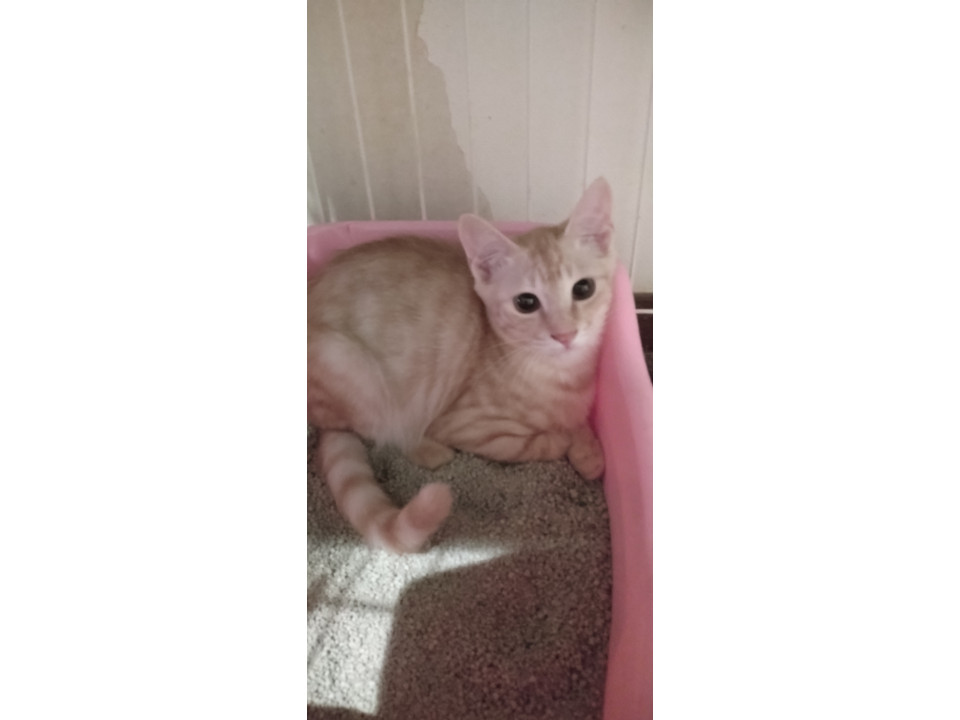 美猫男の子4兄弟