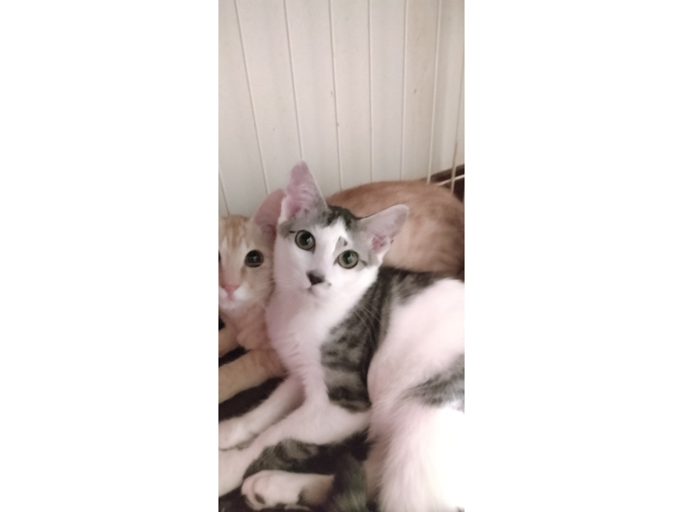 美猫男の子4兄弟