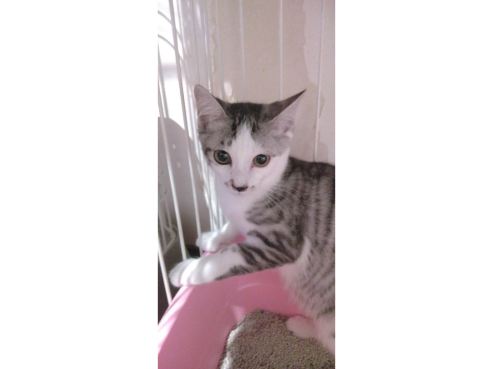 美猫男の子4兄弟