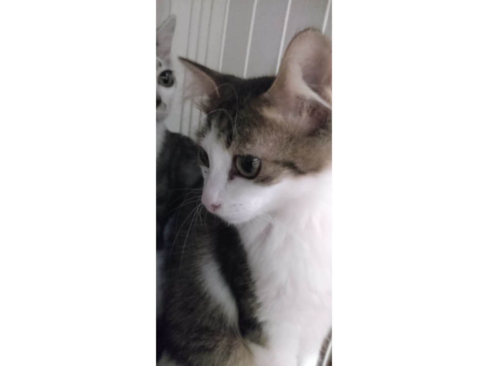 美猫男の子4兄弟