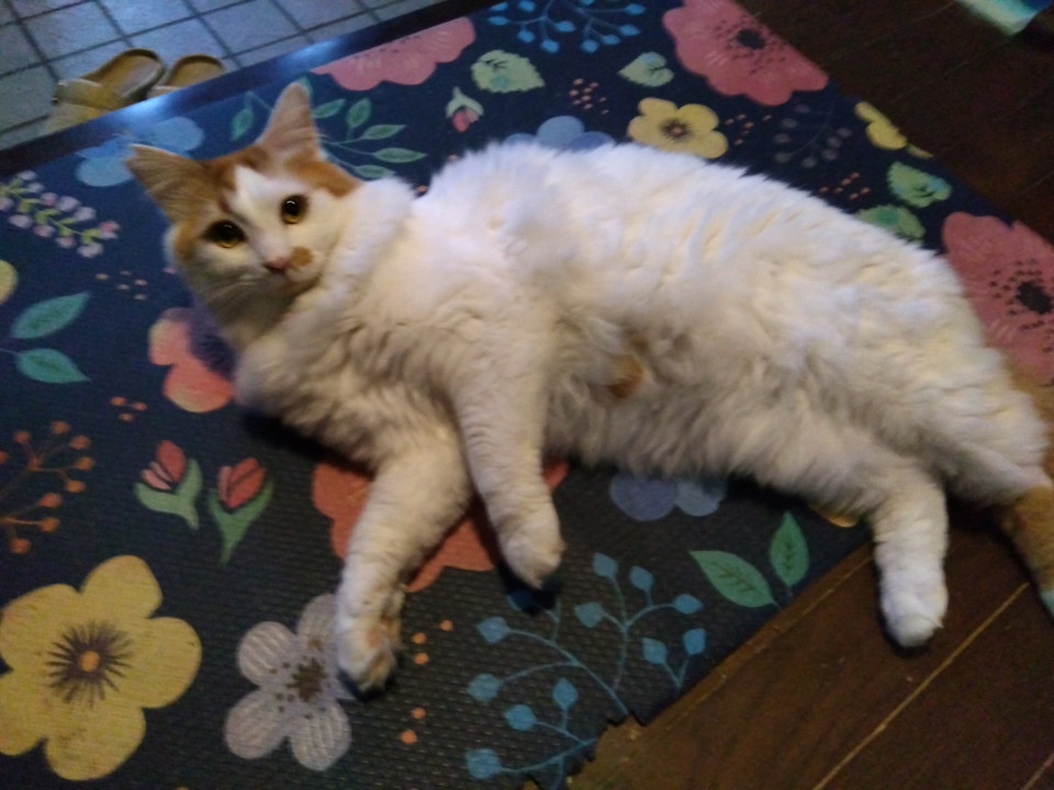 フレンドリー茶白毛長男の子