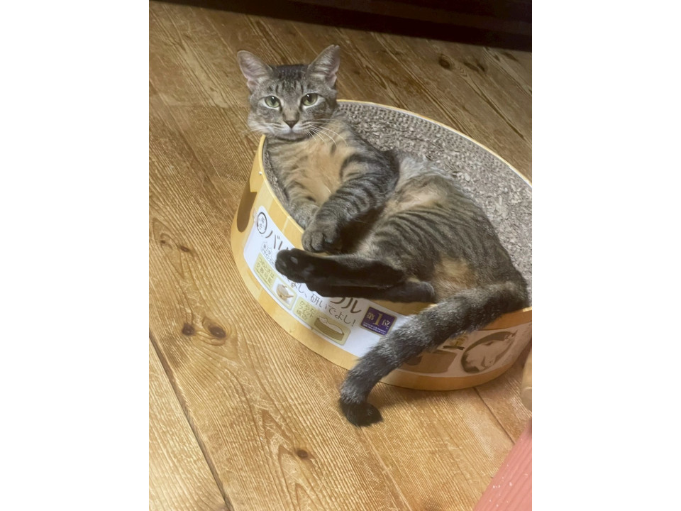 遊ぶの大好き❣猫大好き♡やわらちゃん