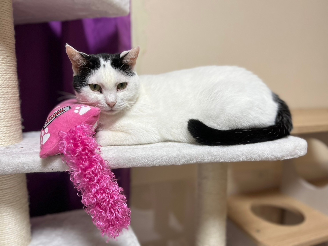 おデコに猫がいる ♡おこげそり子