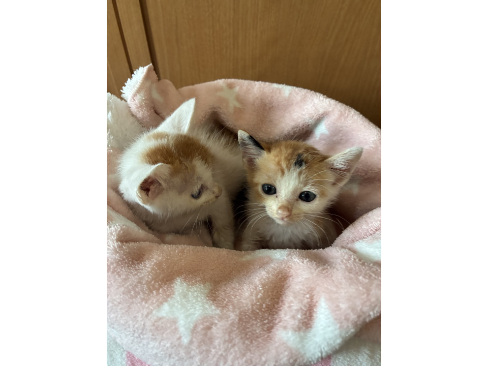 きょうだい猫❣️三毛猫ちゃん‼️