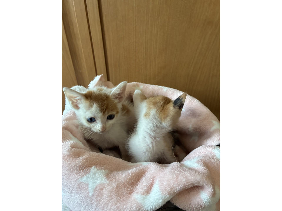きょうだい猫❣️白茶ちゃん‼️
