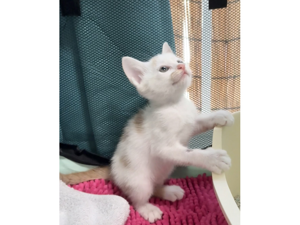 可愛い模様の男の子