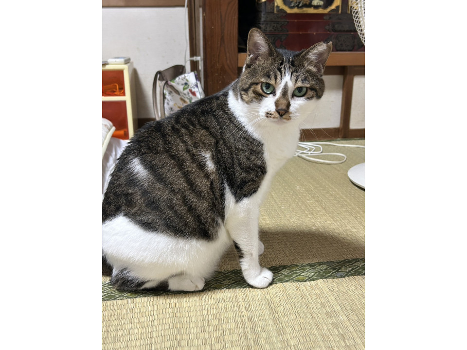 甘えるのが好きだけどびびりちゃん