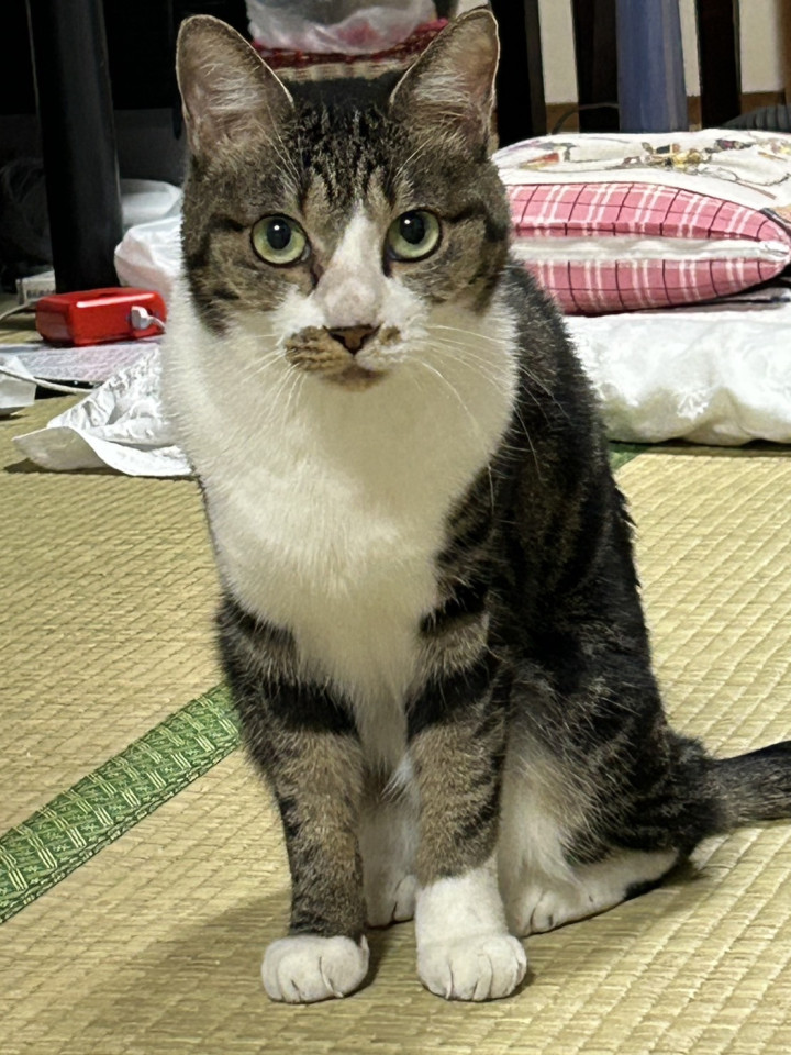 声高の甘えんぼです