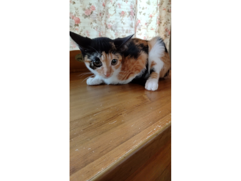 三毛のかわいい子猫です