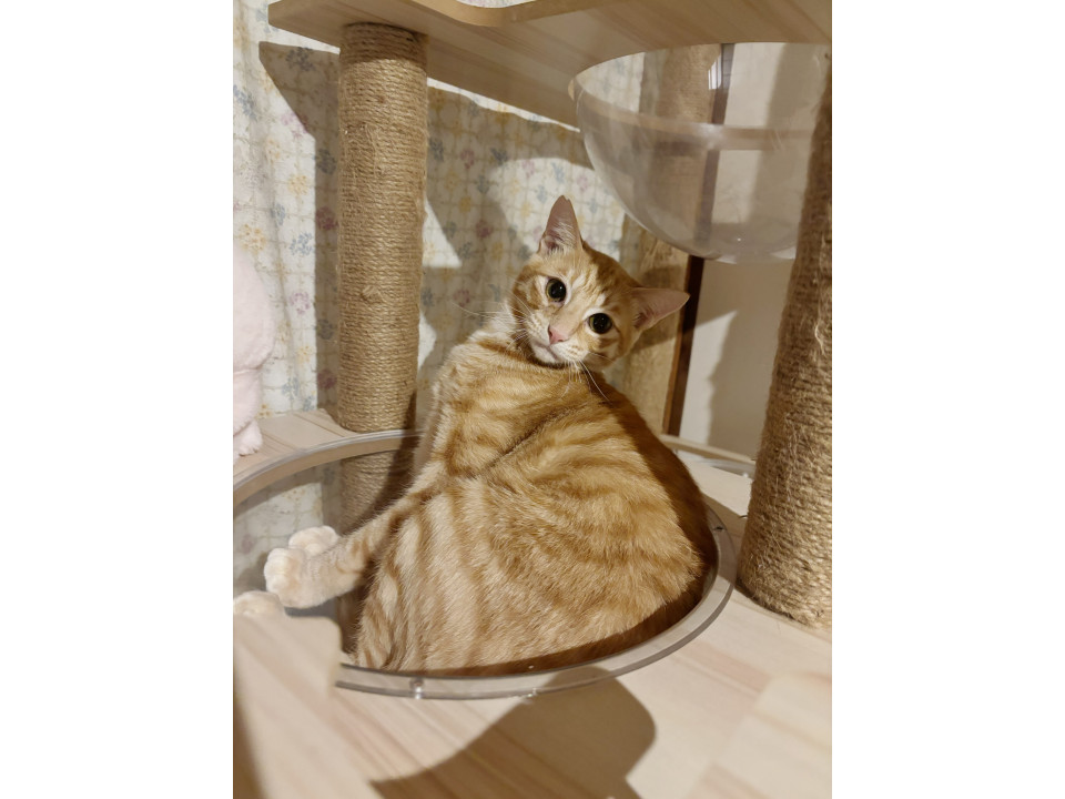 食いしん坊万歳！遊びの達人みかん君♡