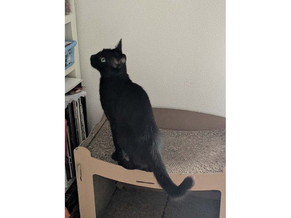 人懐こい甘えん坊黒猫女子
