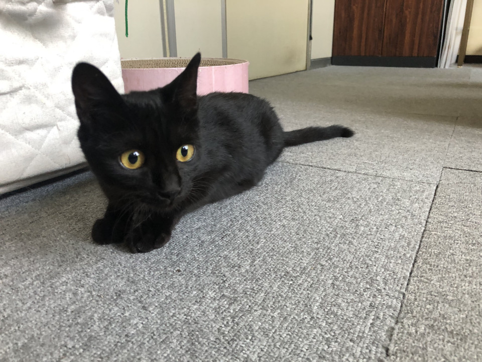 可愛い黒こねこちゃん