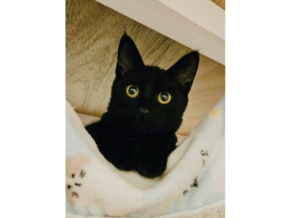 人懐こい抱っこ大好きベタ君1匹OK！