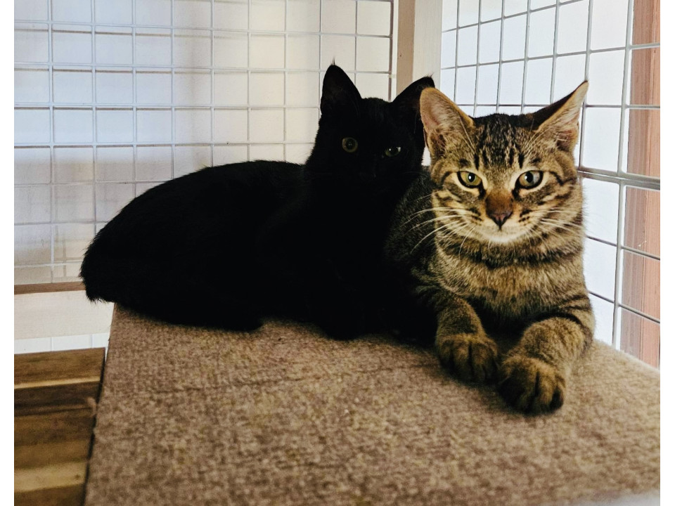 猫]神奈川県小田原市の里親募集 抱っこ大好き仲良し兄弟ベタ君と