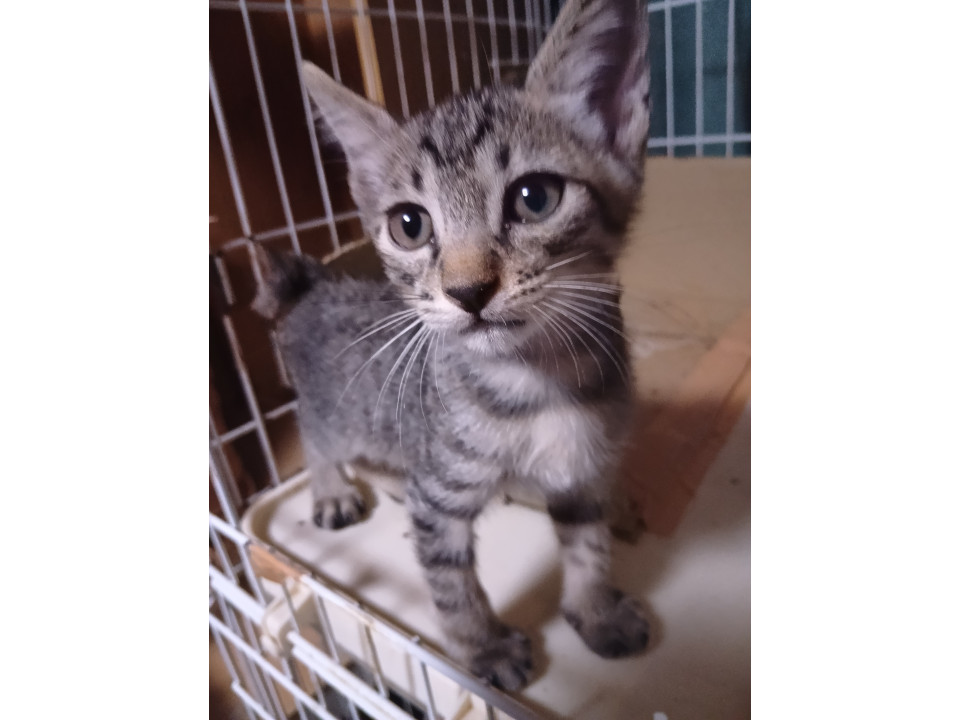 生後2ヶ月の子猫
