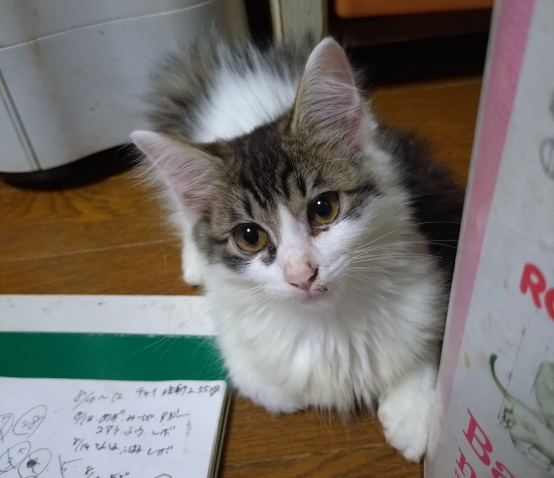 ふわふわ もあ