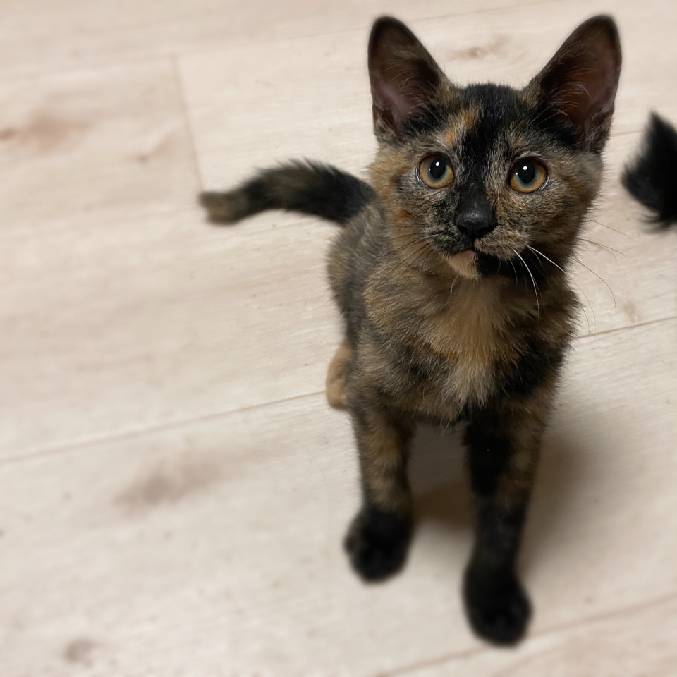 甘えん坊のめるちゃん
