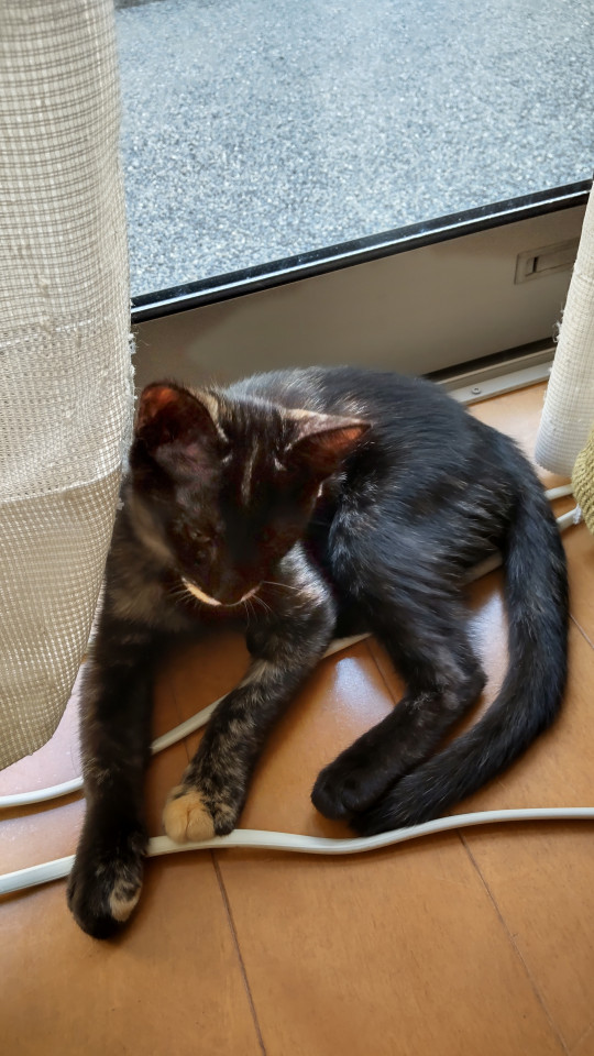 はげてるようにみえますが模様です