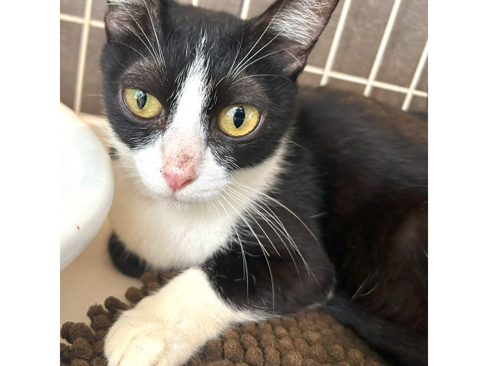 ゴミ屋敷から助けられた猫の『スマ』ちゃん