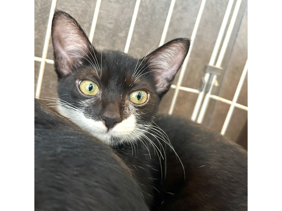 ゴミ屋敷から助けられた子猫『イル』ちゃん