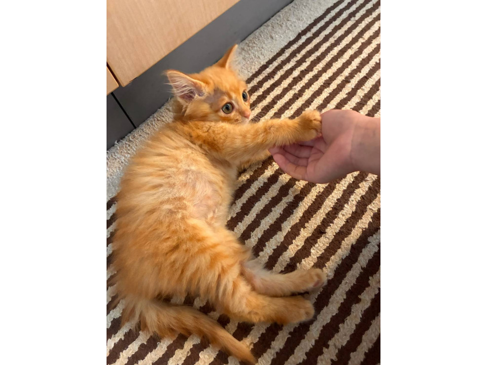 可愛い 長毛 茶トラの子猫