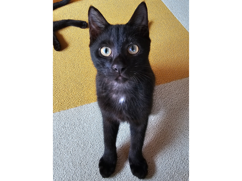 黒猫の男の子