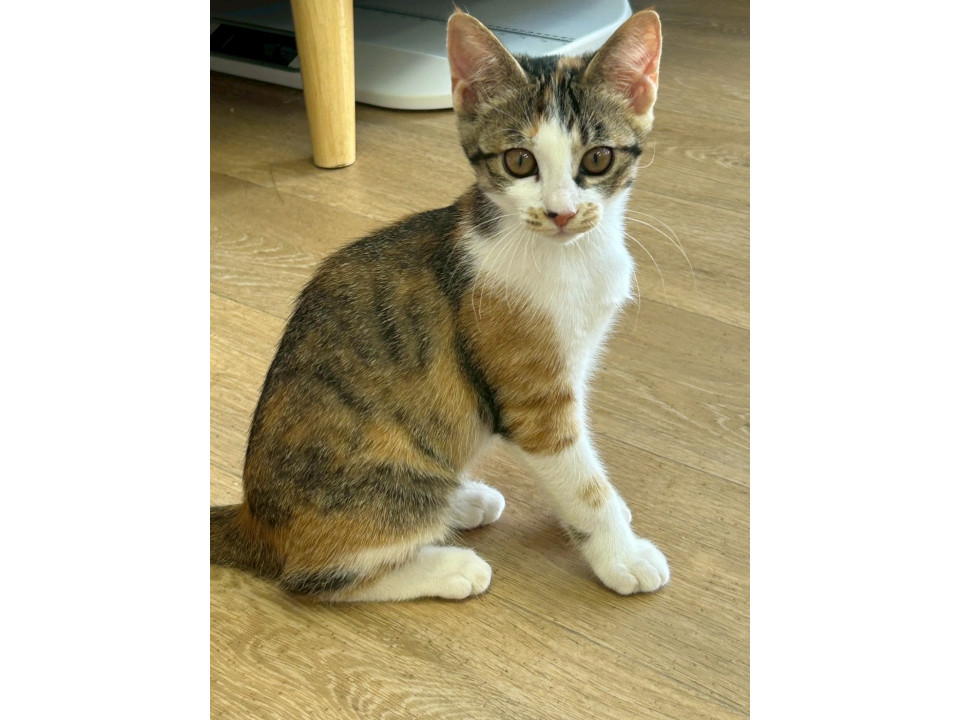 アイラインくっきりな美猫