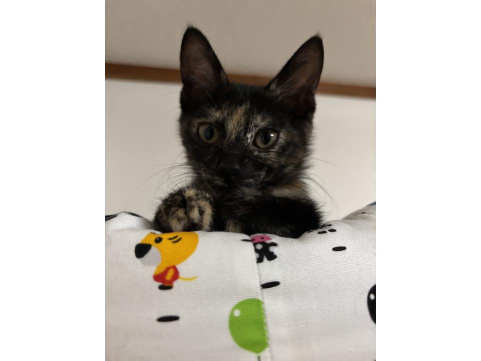 きれいなサビっ子アロハちゃん
