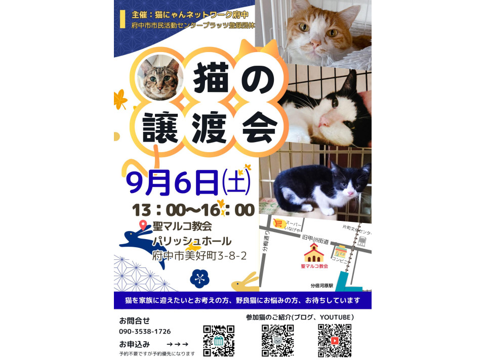 ねこきちです！リピ割　フォロー割 猫]東京都府中市の里親募集 デコ♀キジシロ兄妹猫3ヵ月半