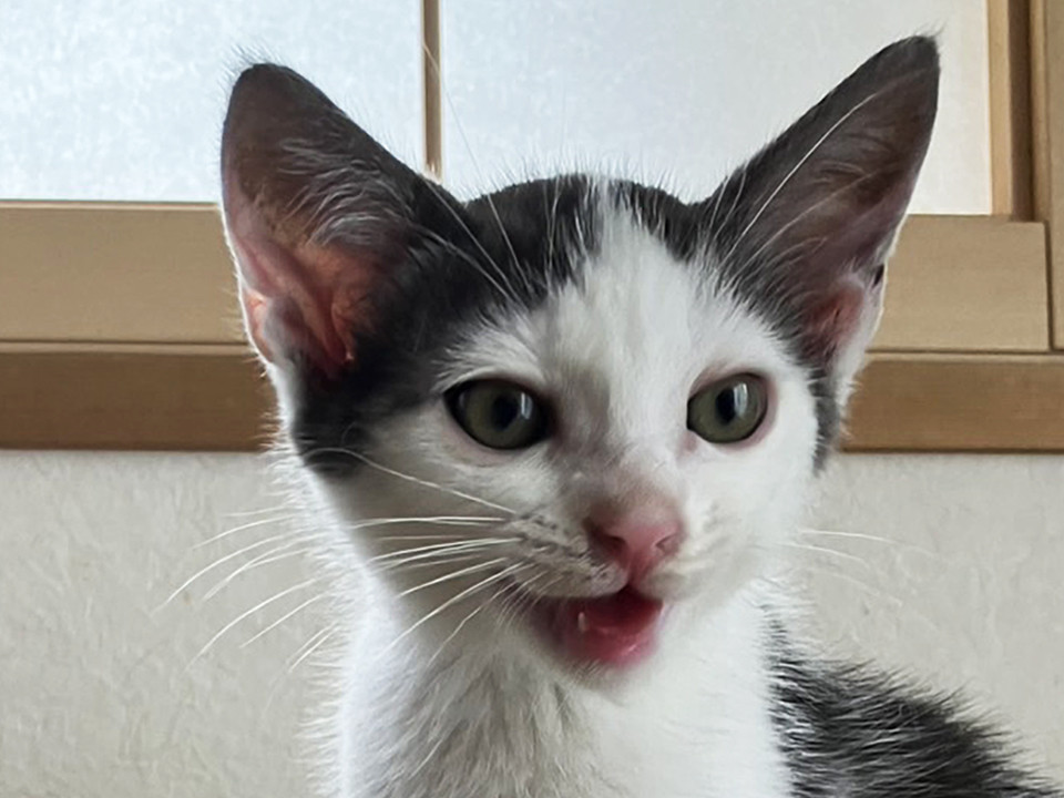 ポコ♂キジシロ兄妹猫3ヵ月半