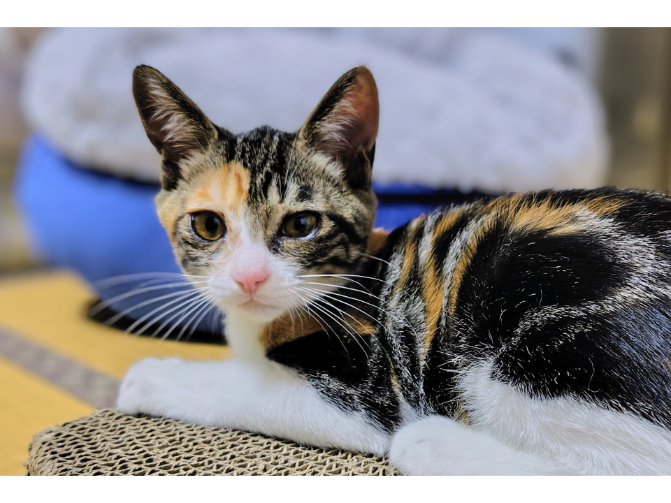 スレンダーな美猫のめいちゃん