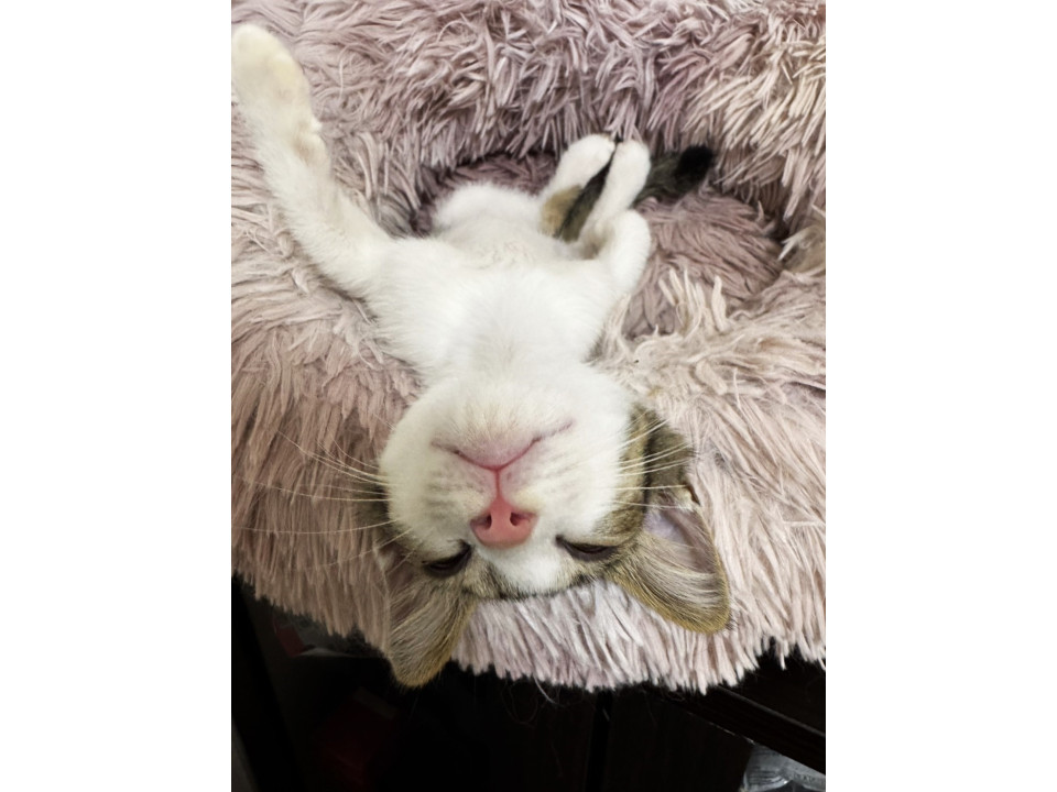 よく人馴れしたタロちゃん