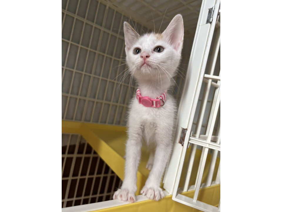 美猫の三毛猫モエちゃん