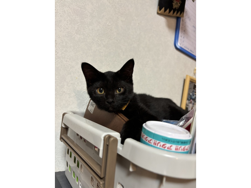 遊ぶの大好き黒猫ちゃん