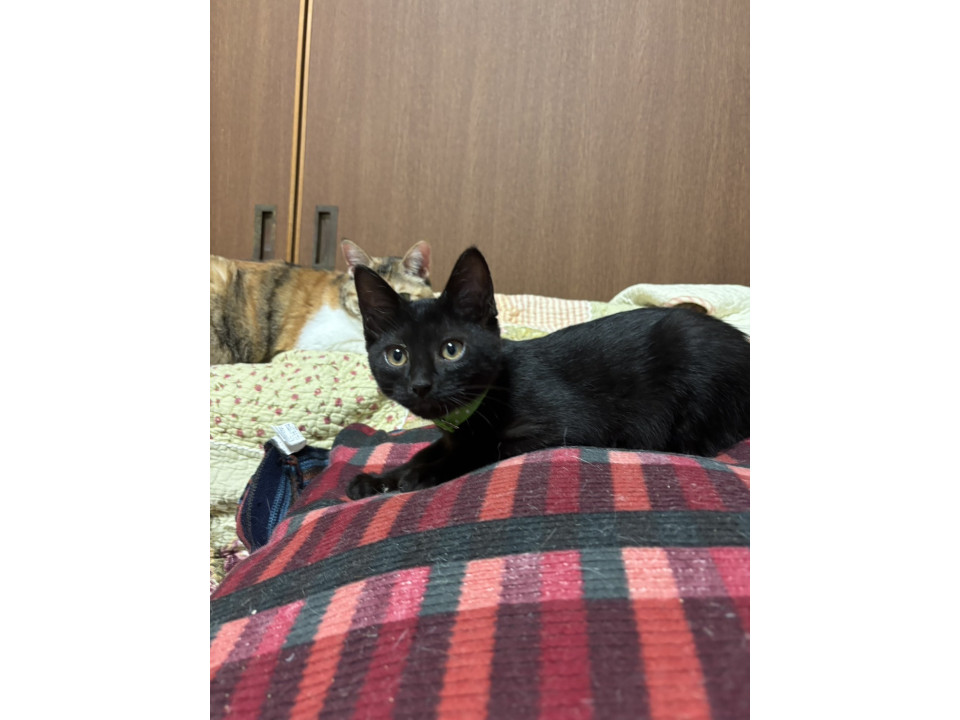 遊ぶの大好き黒猫くん