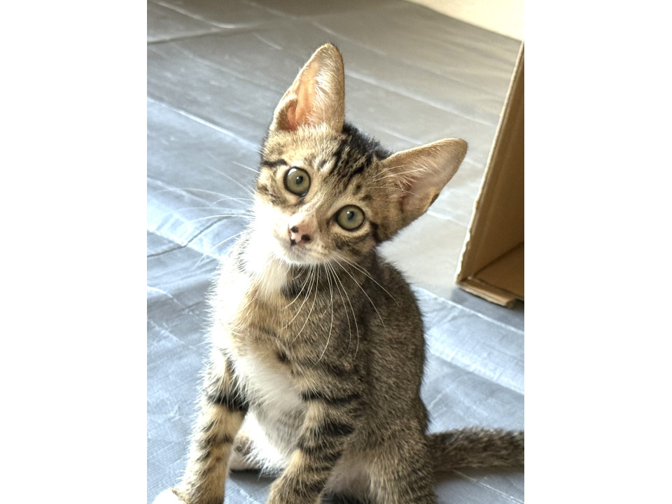 キリッとした顔立ちのイケメンキジ白くん