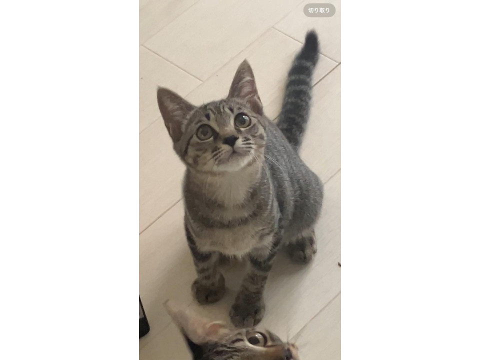 マヌル風キジトラのまぬ
