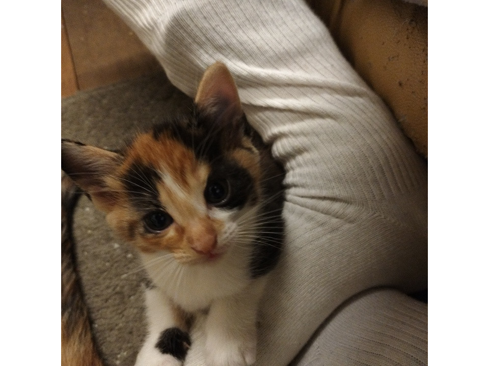 可愛い子猫達の里親様募集中です