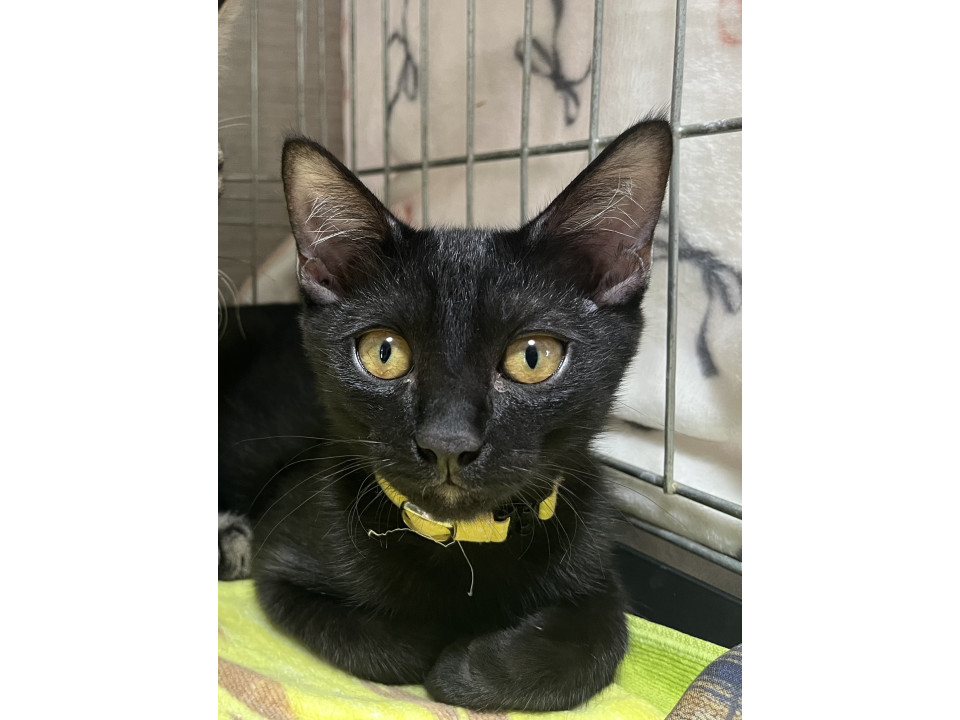 10/12譲渡会参加⭐︎スタイル抜群黒猫