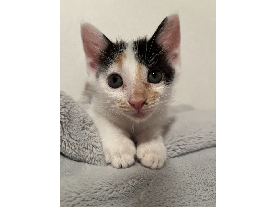 ミケ柄のひめちゃん