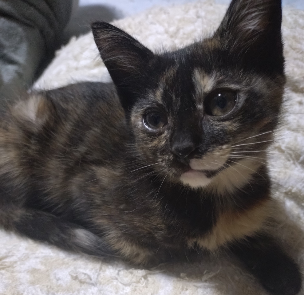 かわいい あず
