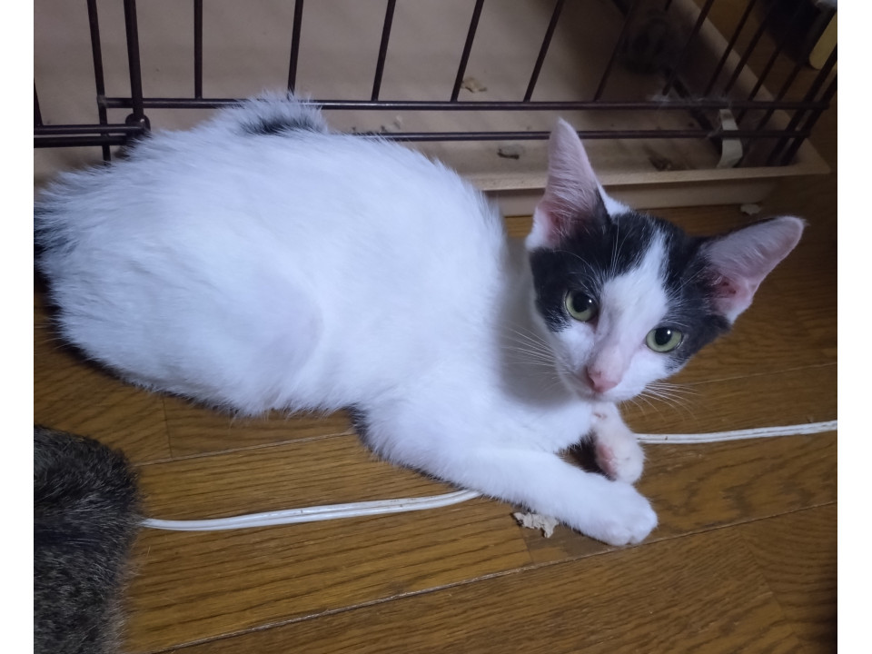 ちょこちょこ はち